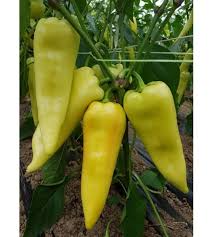 Seme Ordesa (PWC1500) F1 - Ostalo | SM AgroShop