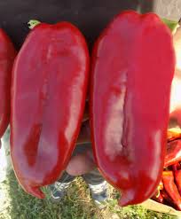 Prodaja KG 2025 F1 - Cena semena Ostalo | SM AgroShop