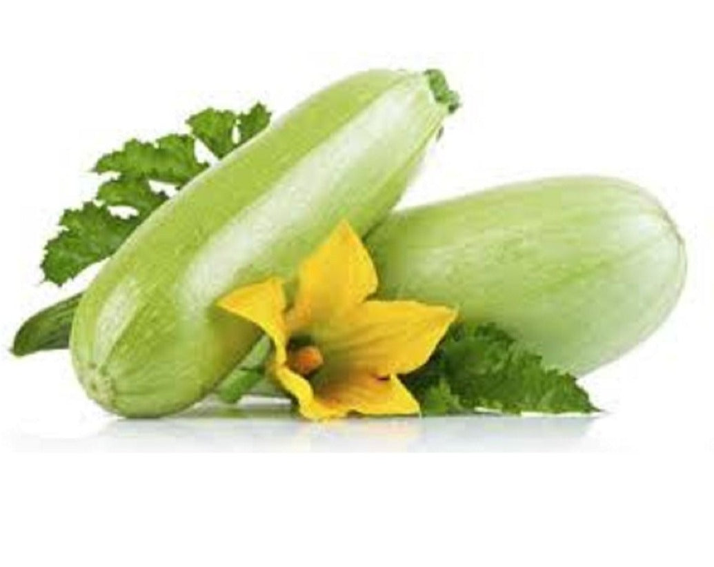 Profesionalno seme Seme tikvice Aziad F1 - Katalog semena povrća SM AgroShop