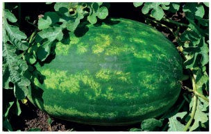 Seme Odisey F1 - Ostalo | SM AgroShop