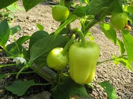 Profesionalno seme Seme paprike Ramona F1 - Katalog semena povrća SM AgroShop - Brza dostava