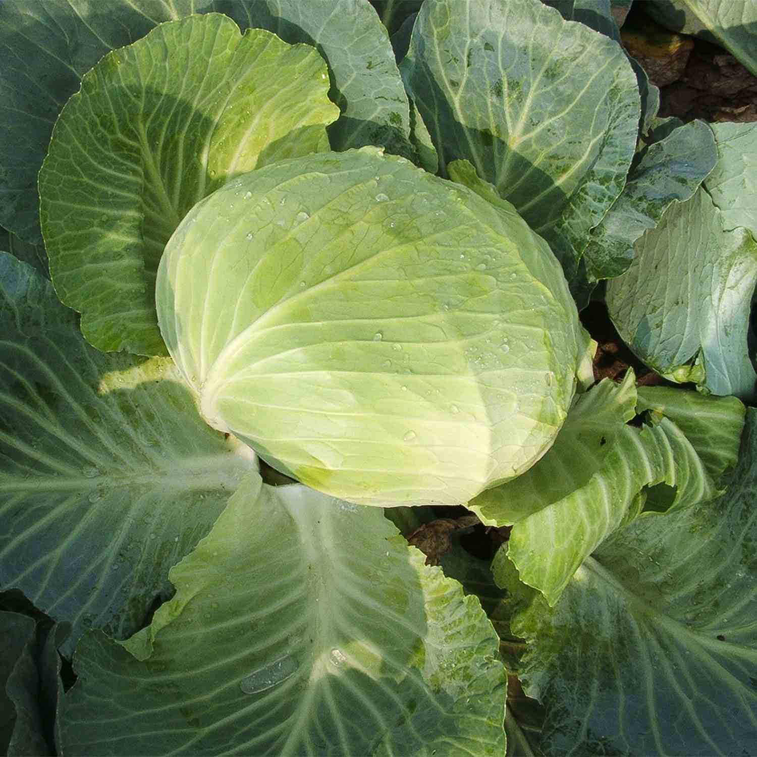 Profesionalno seme Seme kupusa Autumn King F1 - Katalog semena povrća SM AgroShop