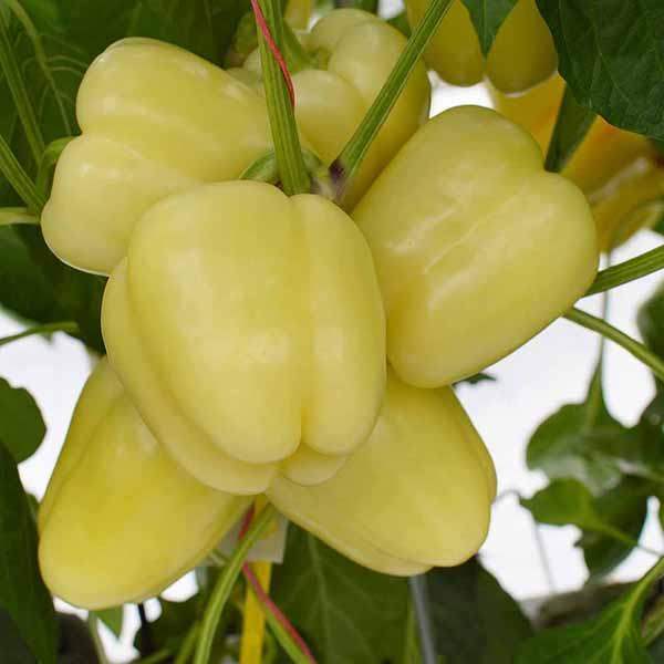 Profesionalno seme Seme paprike Bobita F1 - Katalog semena povrća SM AgroShop - Brza dostava