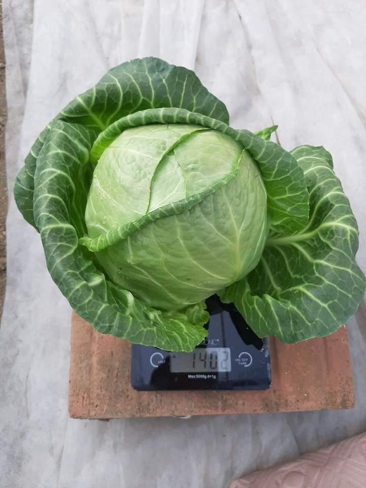 Seme Beatrix F1 - Ostalo | SM AgroShop