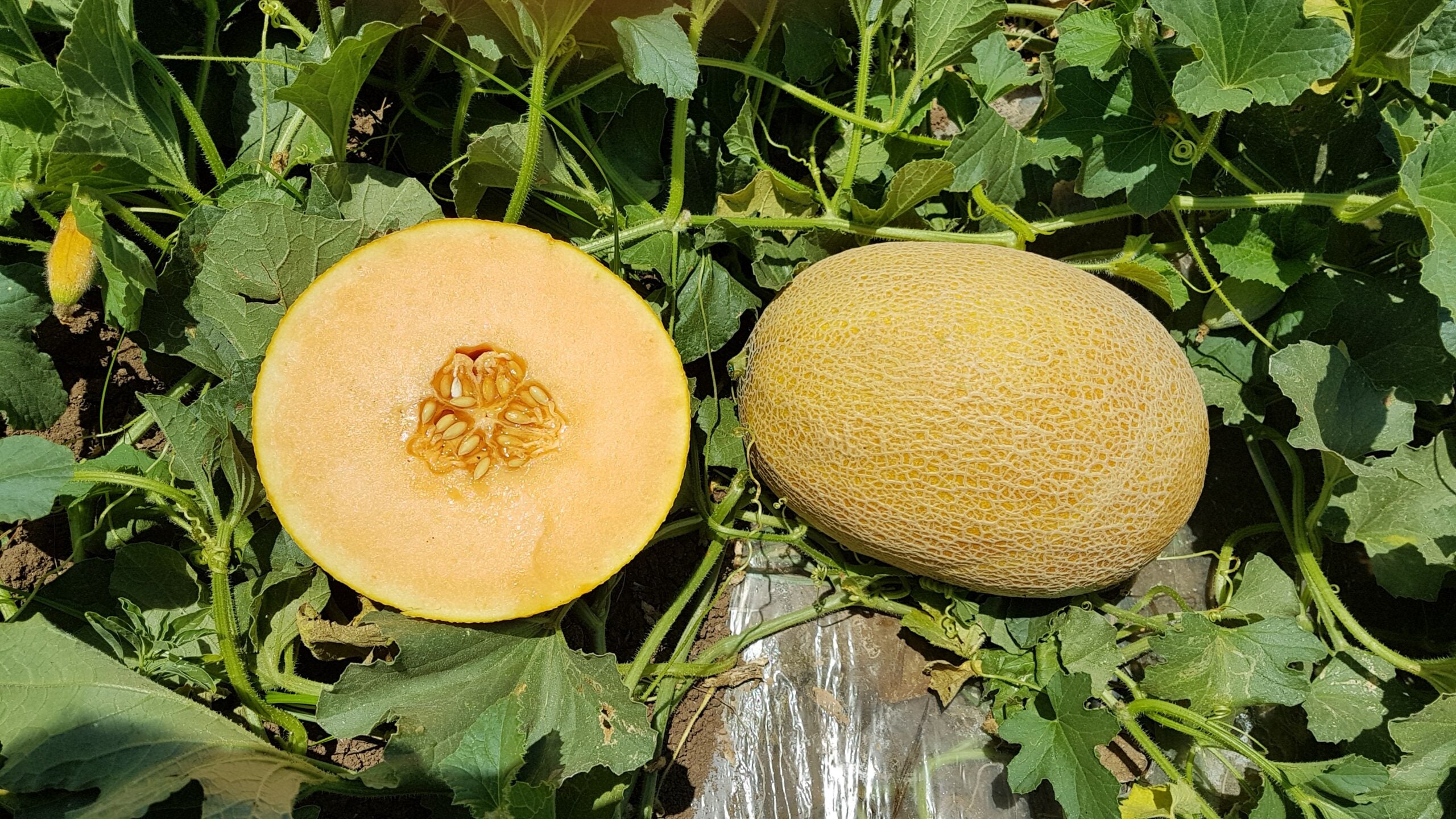 Seme Jessica F1 - Ostalo | SM AgroShop