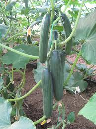 Seme Tornac F1 - Ostalo | SM AgroShop