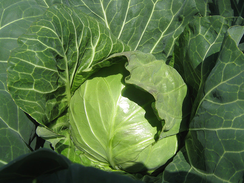 Seme Pandion F1 - Ostalo | SM AgroShop