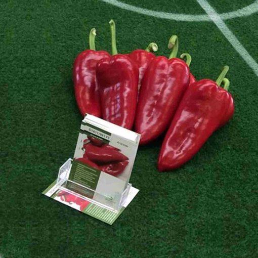 Seme Archivarius F1 - Ostalo | SM AgroShop