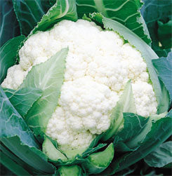 Seme Spacestar Gold F1 - Ostalo | SM AgroShop