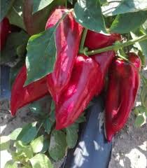 Profesionalno seme Seme paprike Rubicon F1 - Katalog semena povrća SM AgroShop