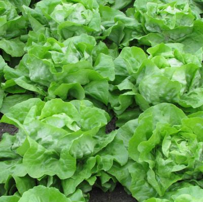 Profesionalno seme Seme salate Speranzia ( proleće, jesen) - Katalog semena povrća SM AgroShop