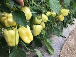 Seme Cristina F1 - Ostalo | SM AgroShop