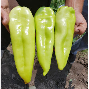 Profesionalno seme Seme paprike Horka F1 - Katalog semena povrća SM AgroShop