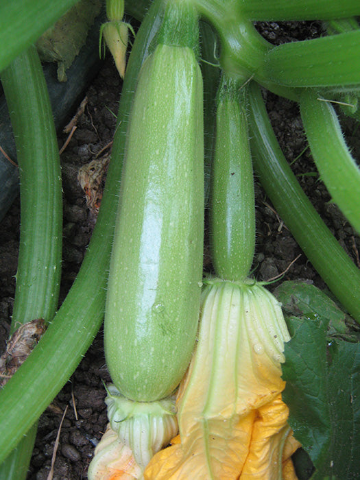 Profesionalno seme Seme tikvice Scilly F1 - Katalog semena povrća SM AgroShop