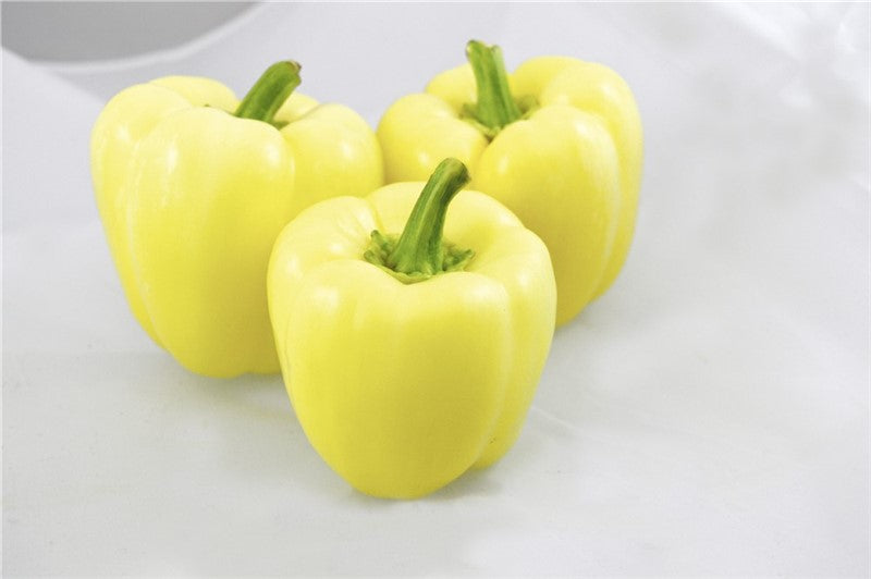 Profesionalno seme Seme paprike Spartaco F1 - Katalog semena povrća SM AgroShop