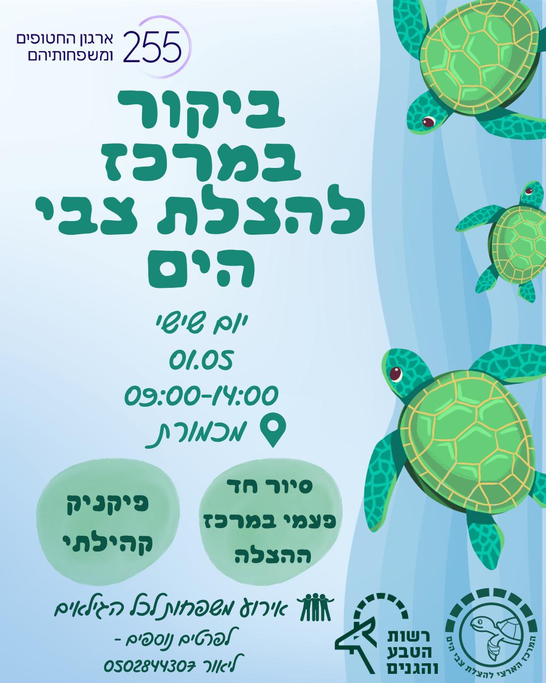 צבים.jpeg