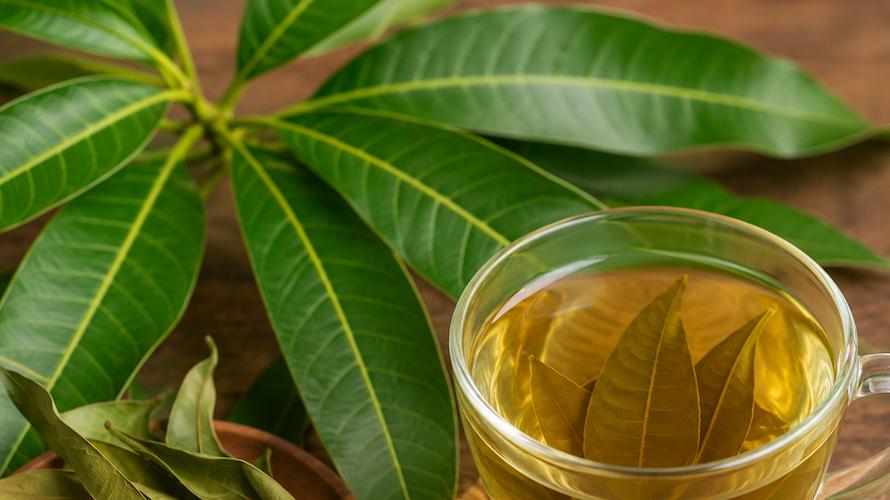Hojas frescas de mango: Propiedades y Beneficios