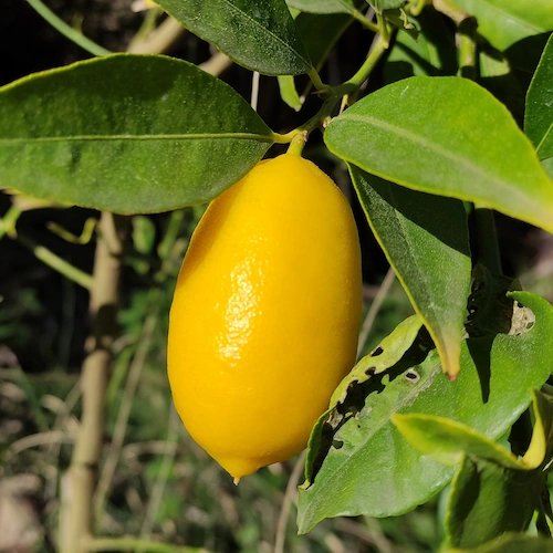 El limequat, la fruta que te enamorará