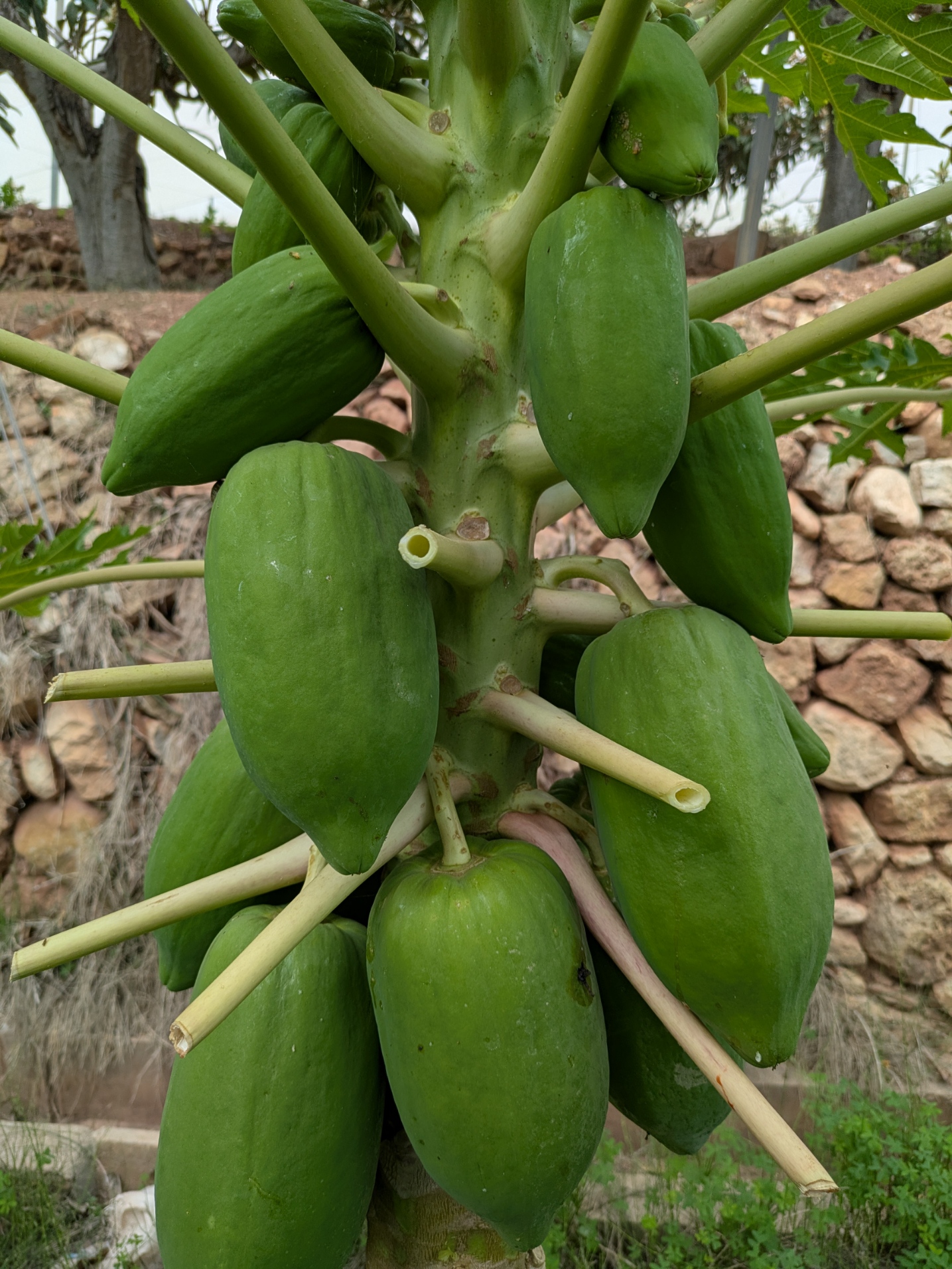 La papaya verde para tus recetas más exóticas