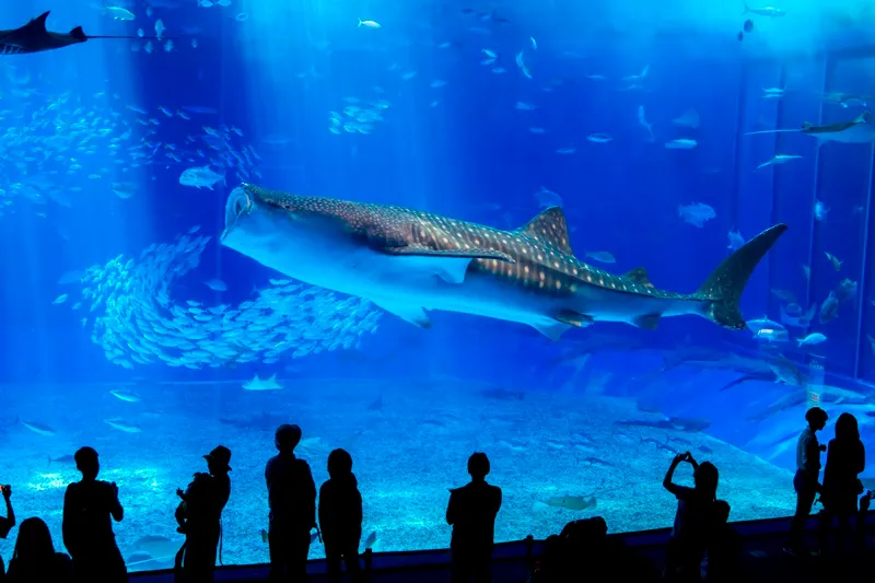 First-Timers to Main Island, Repeaters to Miyakojima! Okinawa vs. Miyakojima: Attractions & Itinerary Guide