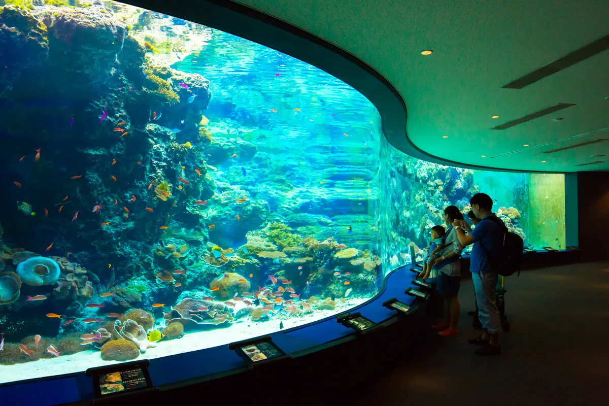 Okinawa Churaumi Aquarium Coral Reef