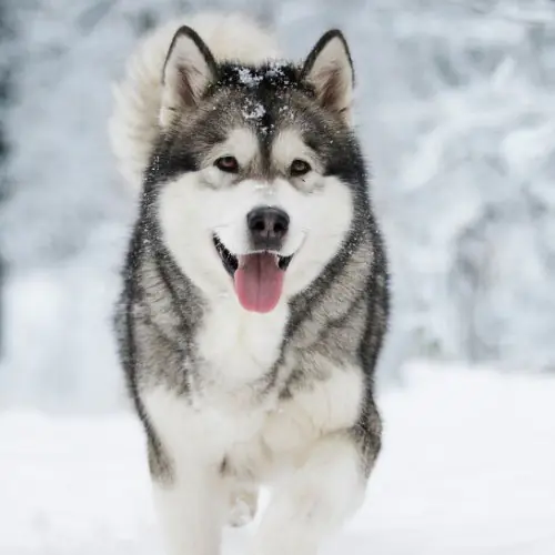 The Lone Husky cover image