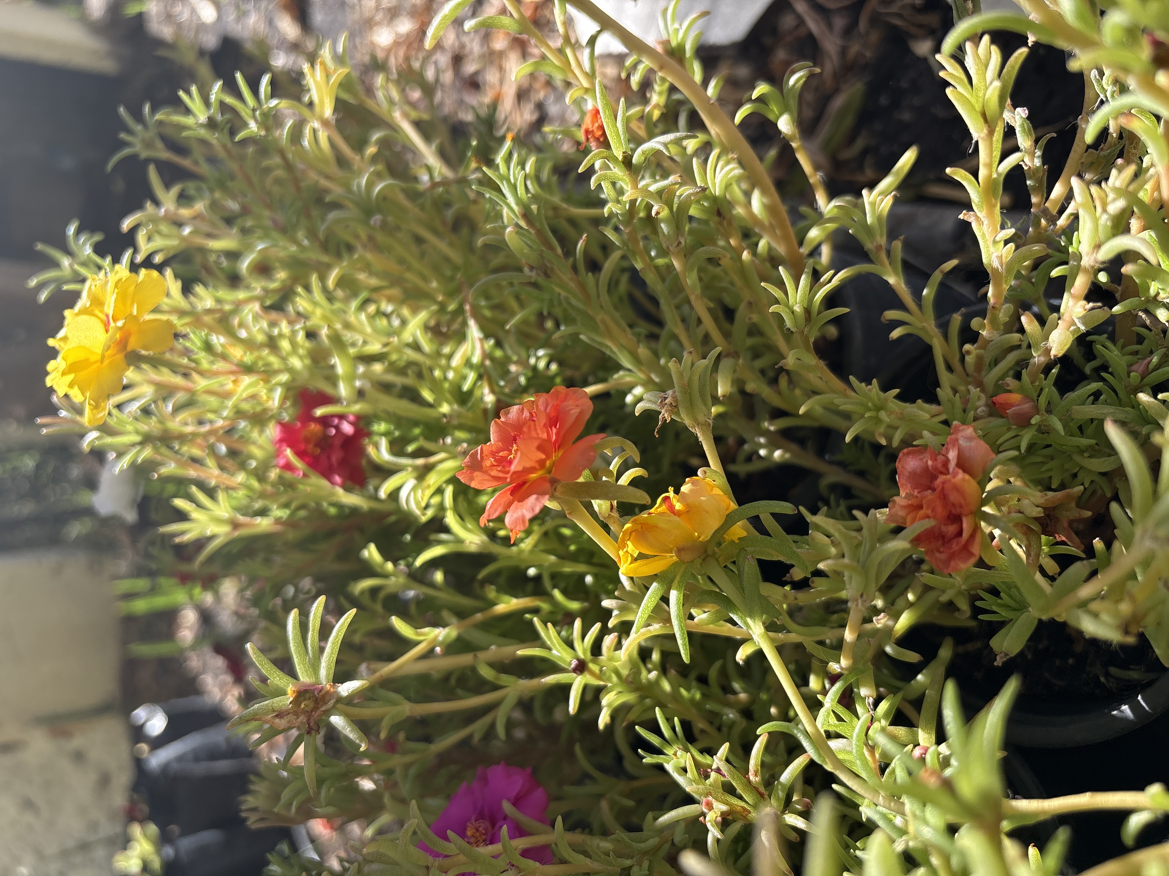 Portulaca