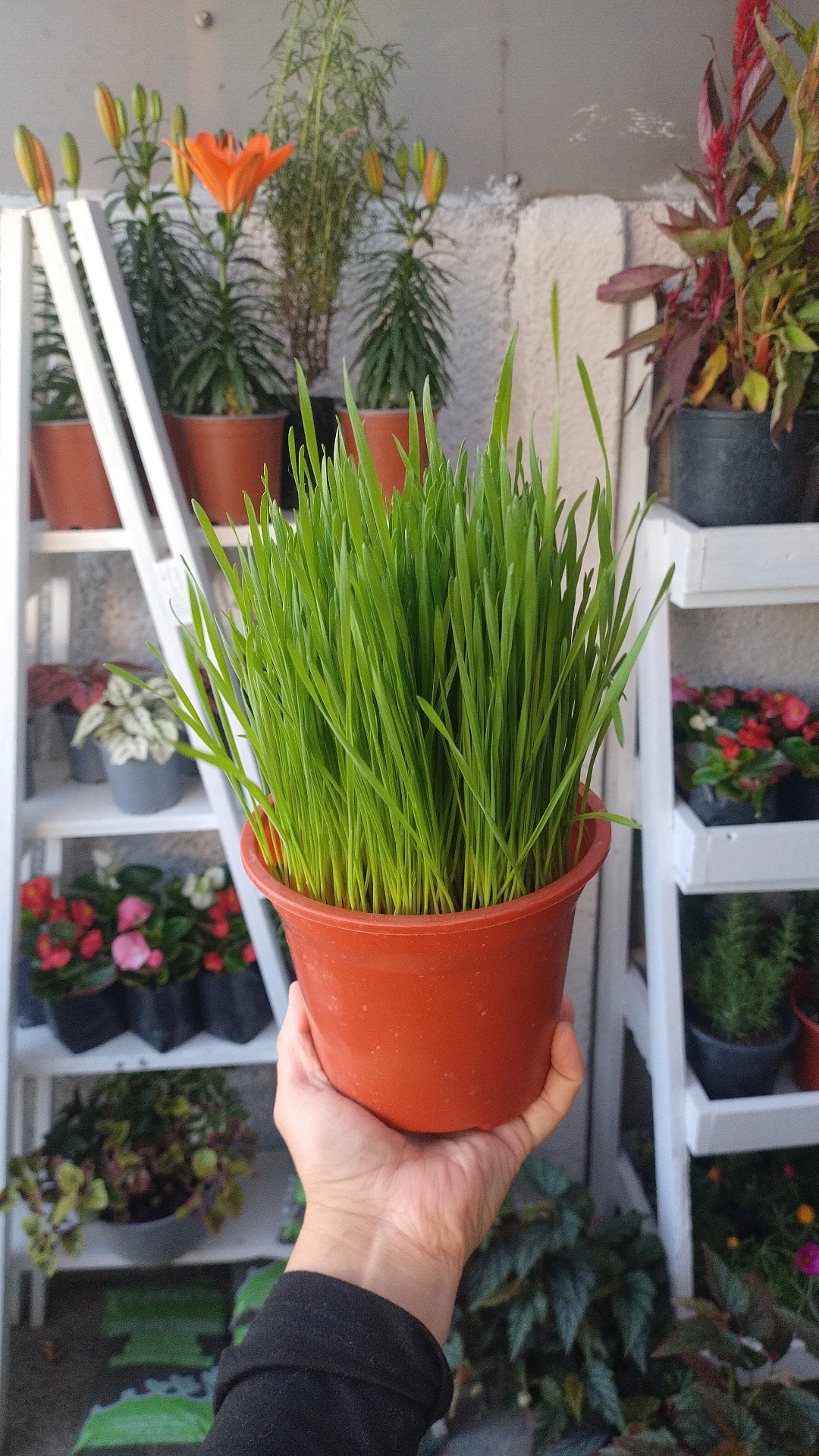 Hierba Gatera