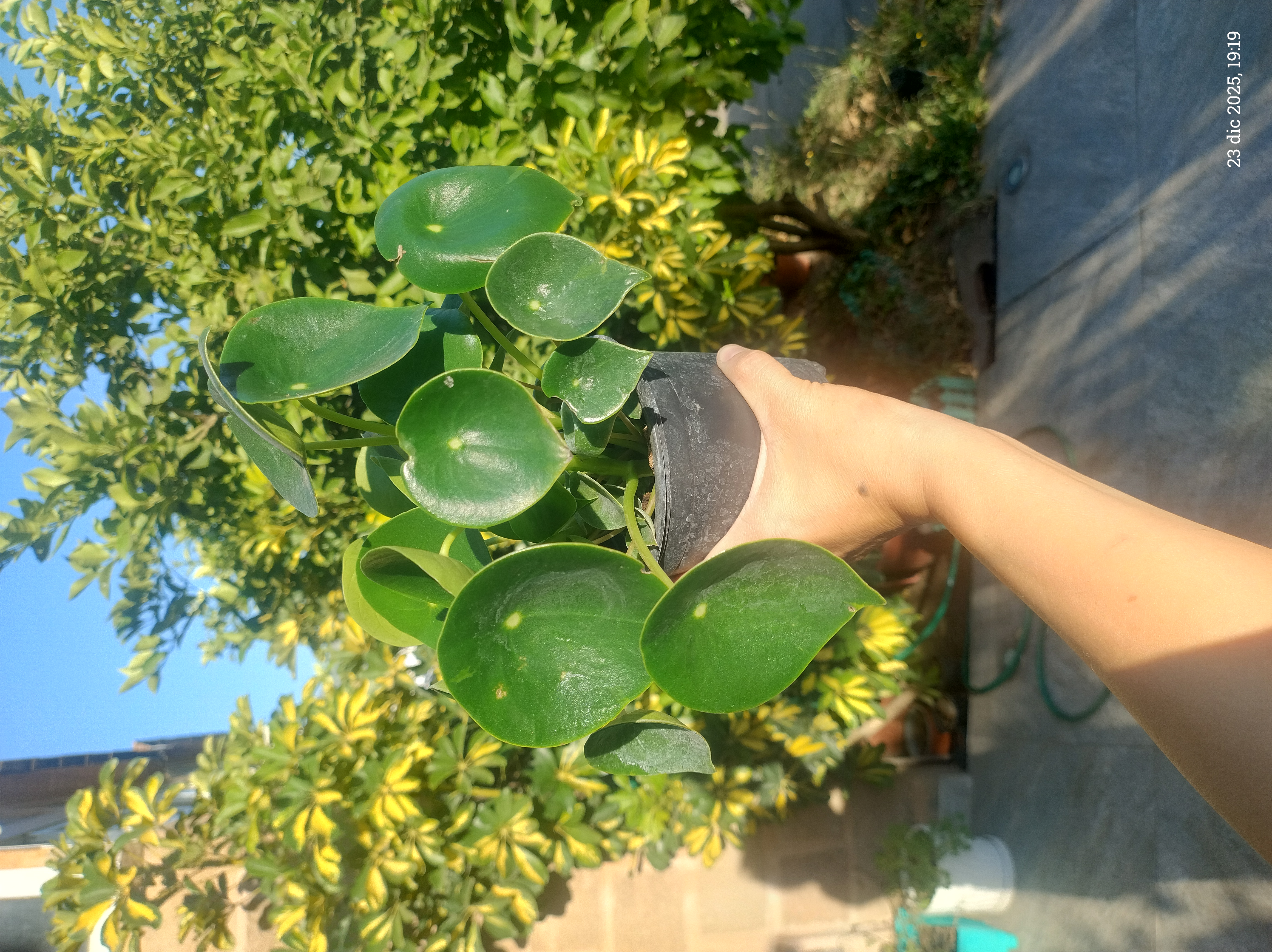 Cucharitas