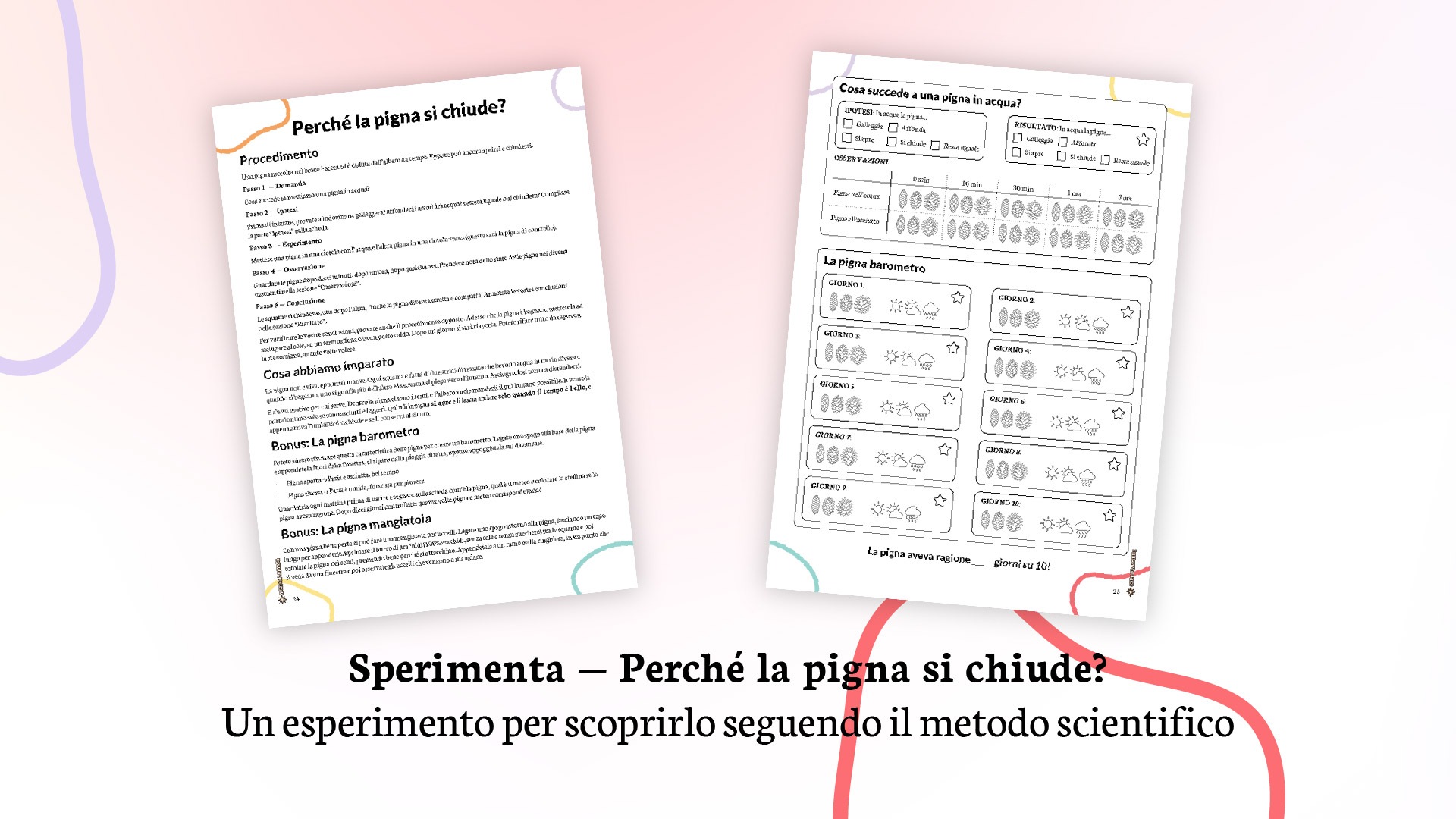 Esperimento - perché la pigna si chiude