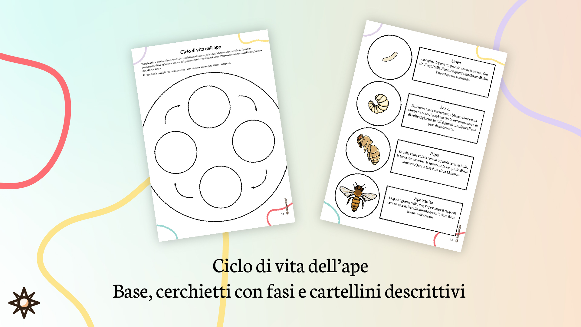 Ciclo di vita dell'ape