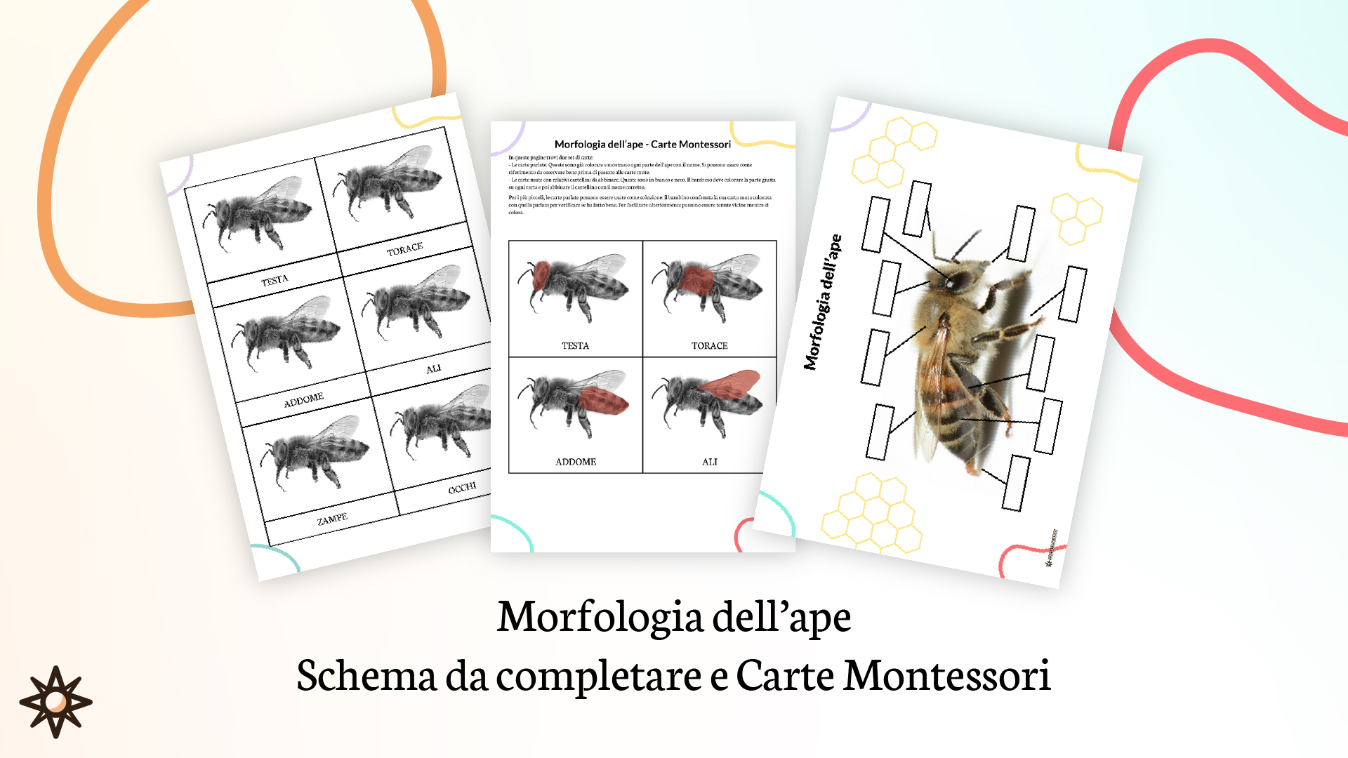 Morfologia dell'ape con cartellini