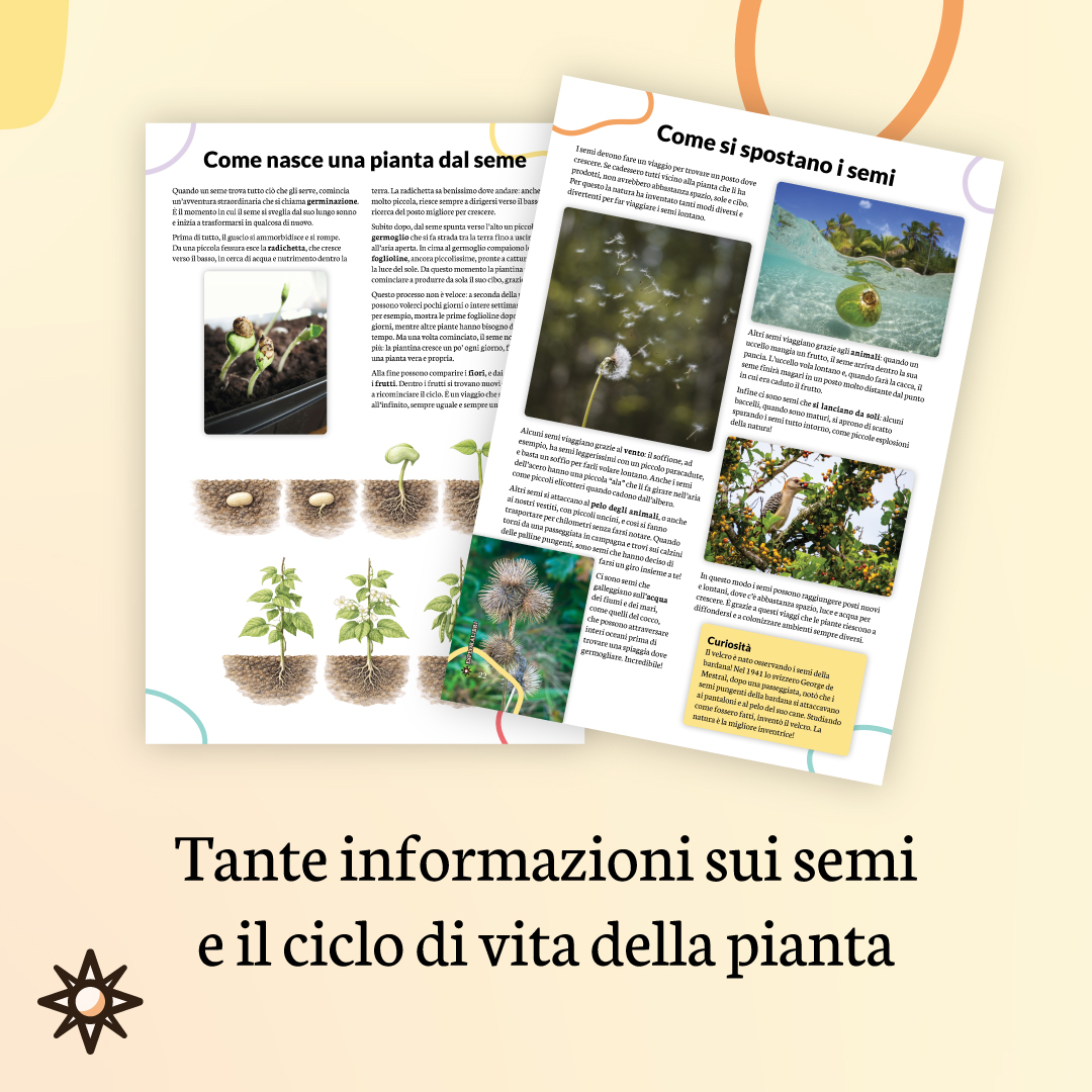 informazioni semi ciclo vita pianta