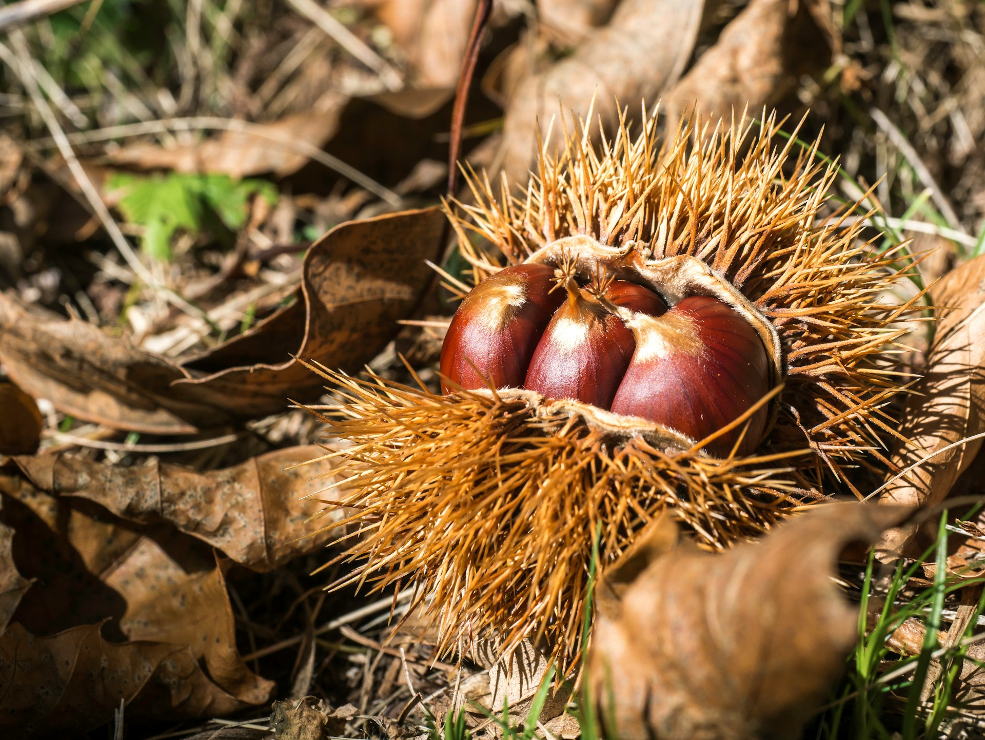 Castagne