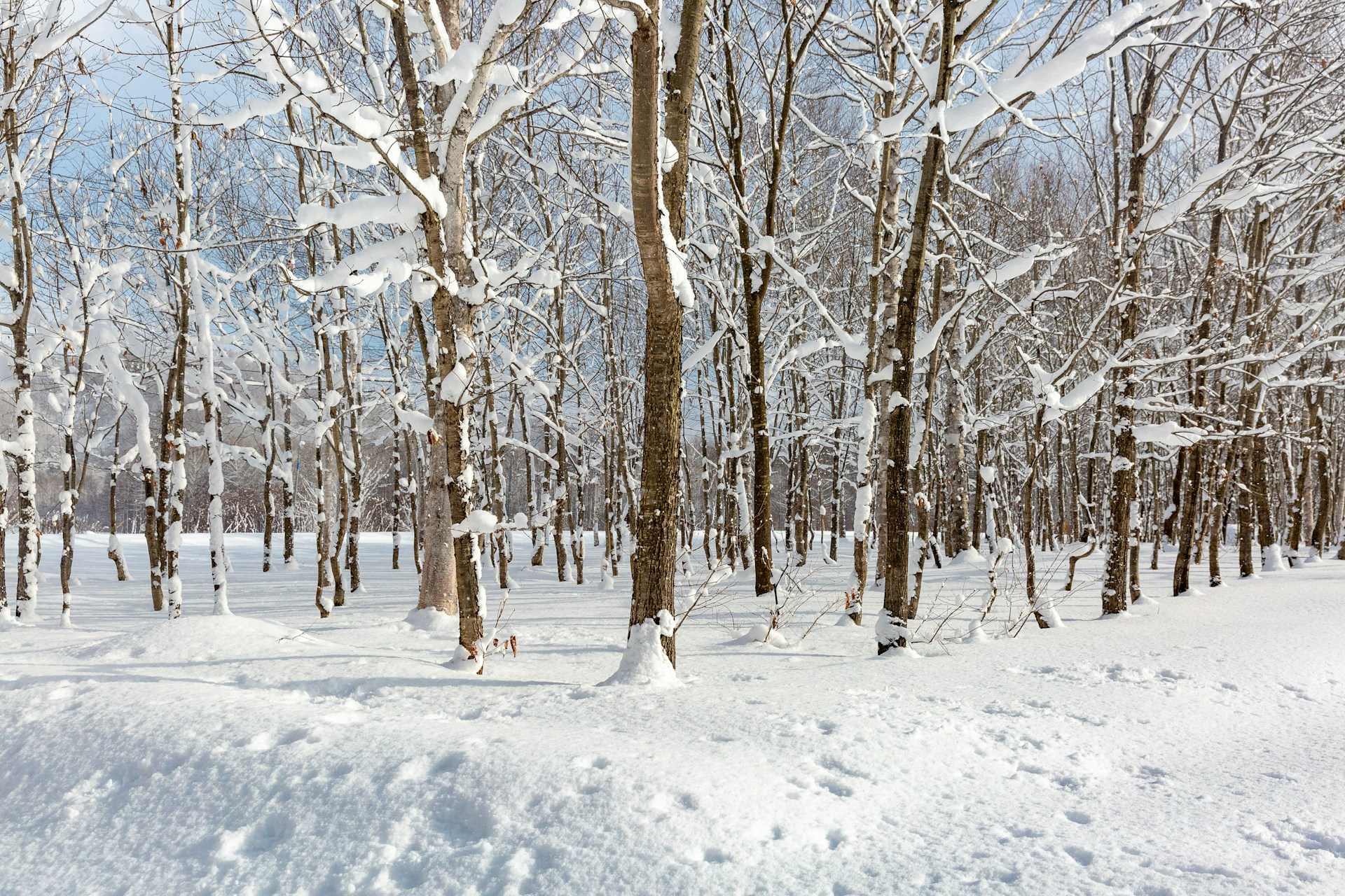 Foresta innevata