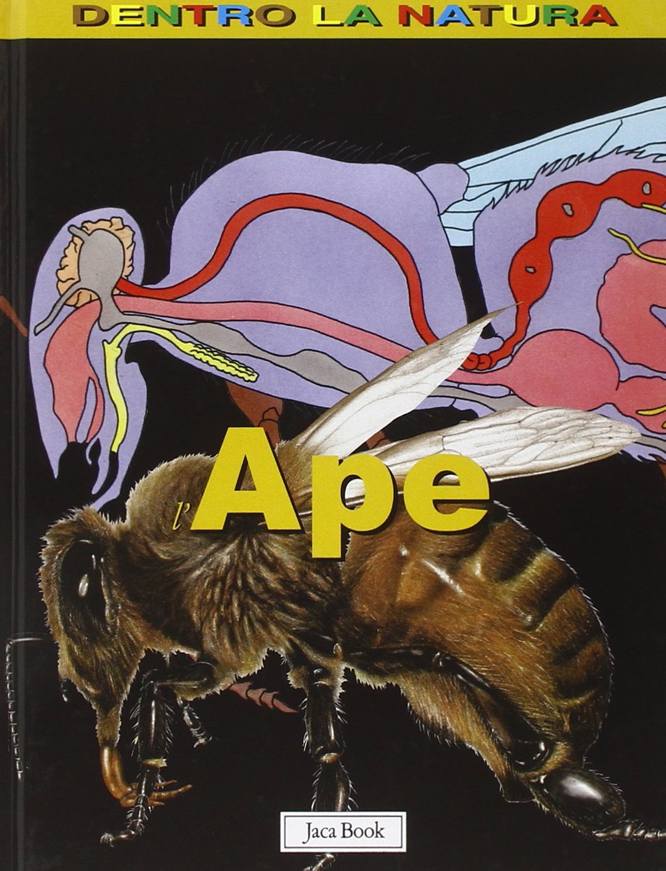 Ape