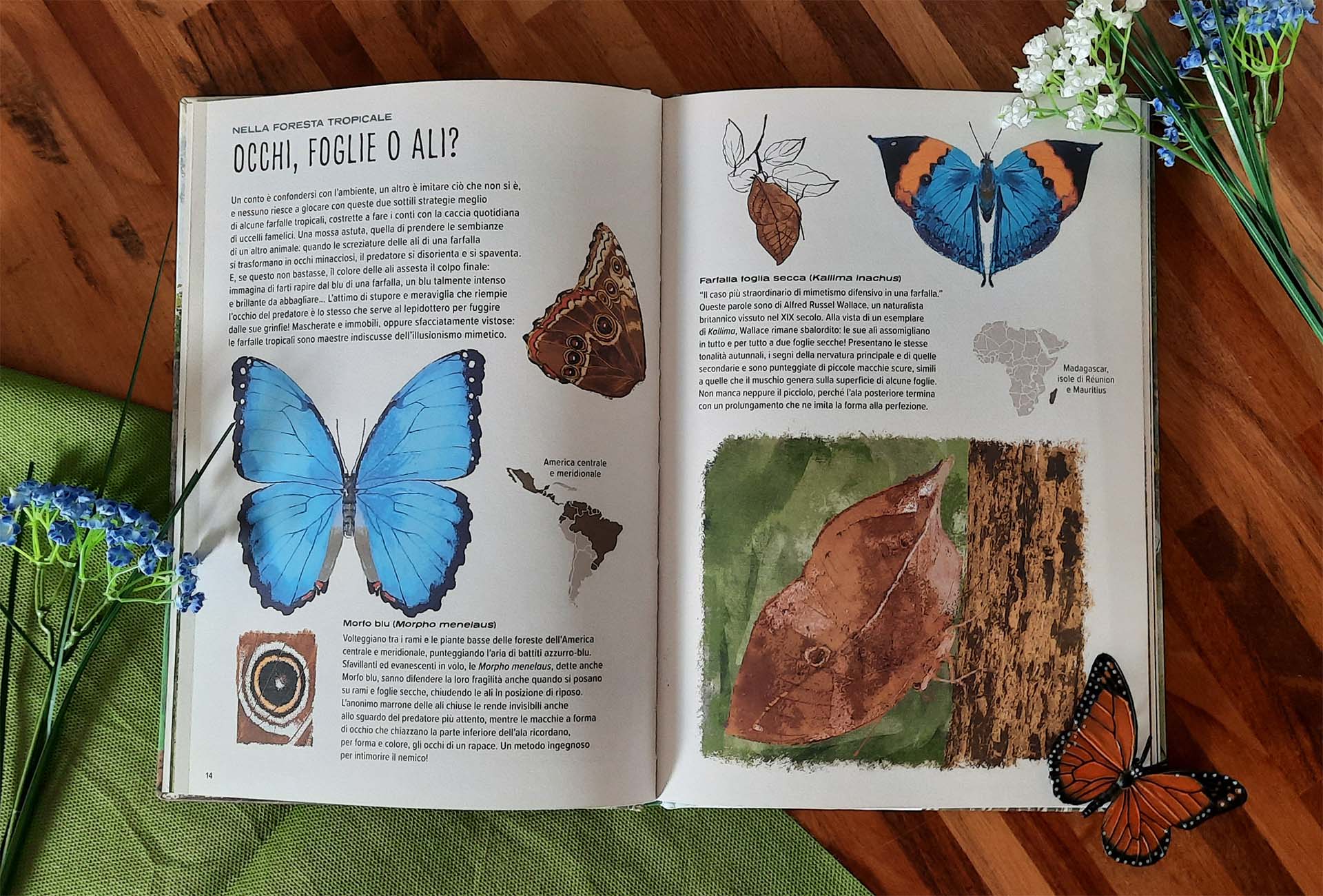 Doppia pagina sulla foresta tropicale: una grande farfalla morpho blu su fondo bianco, una farfalla foglia secca e, accanto, la stessa farfalla mimetizzata contro una corteccia, con piccole cartine di distribuzione