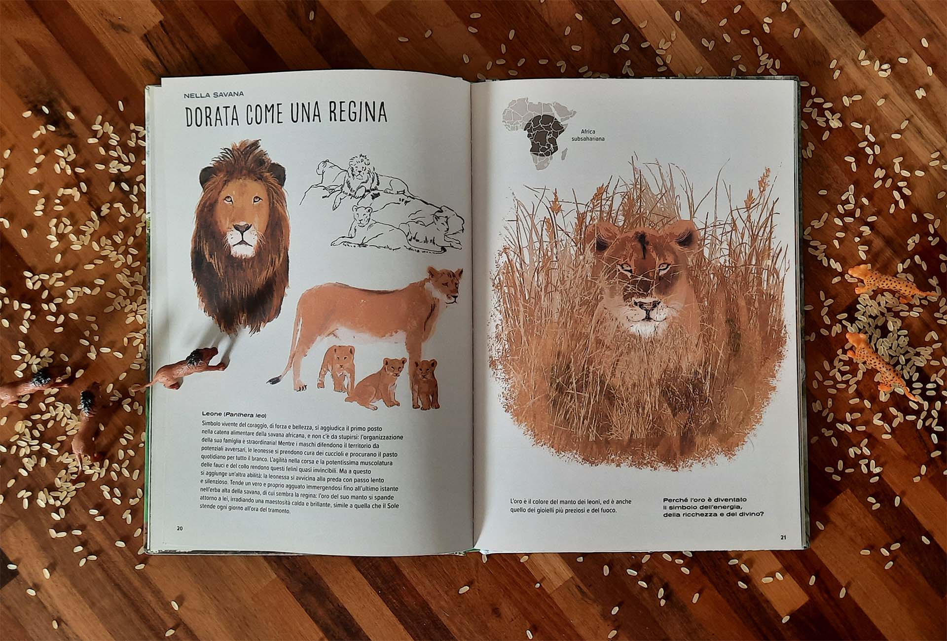 Doppia pagina: a sinistra la testa di un leone, alcuni schizzi a matita e una leonessa con i cuccioli, a destra una leonessa acquattata nell'erba alta e dorata della savana