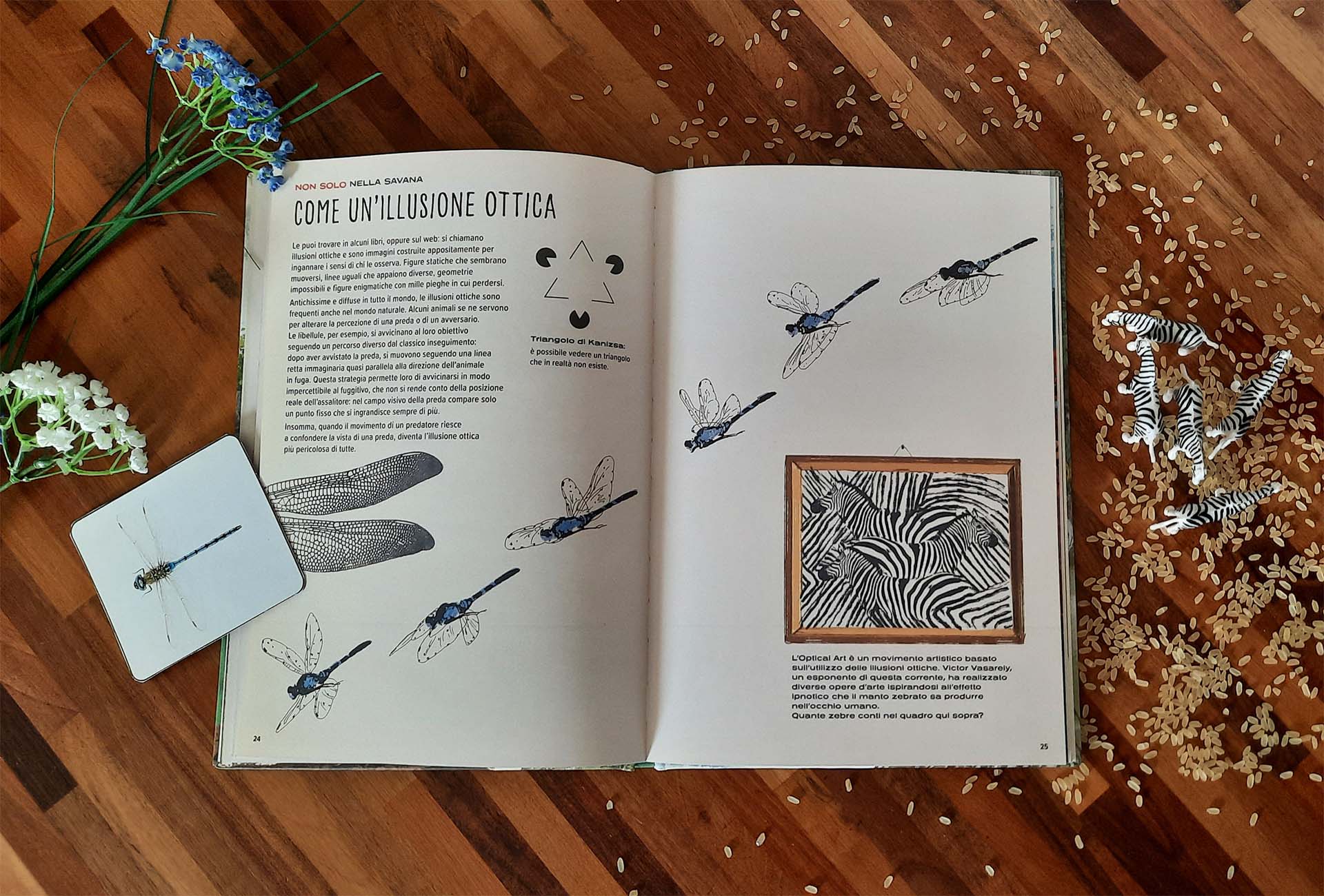 Doppia pagina «Non solo nella savana: come un'illusione ottica», con libellule disegnate, i triangoli di Kanizsa e un quadro con un motivo a strisce da zebra