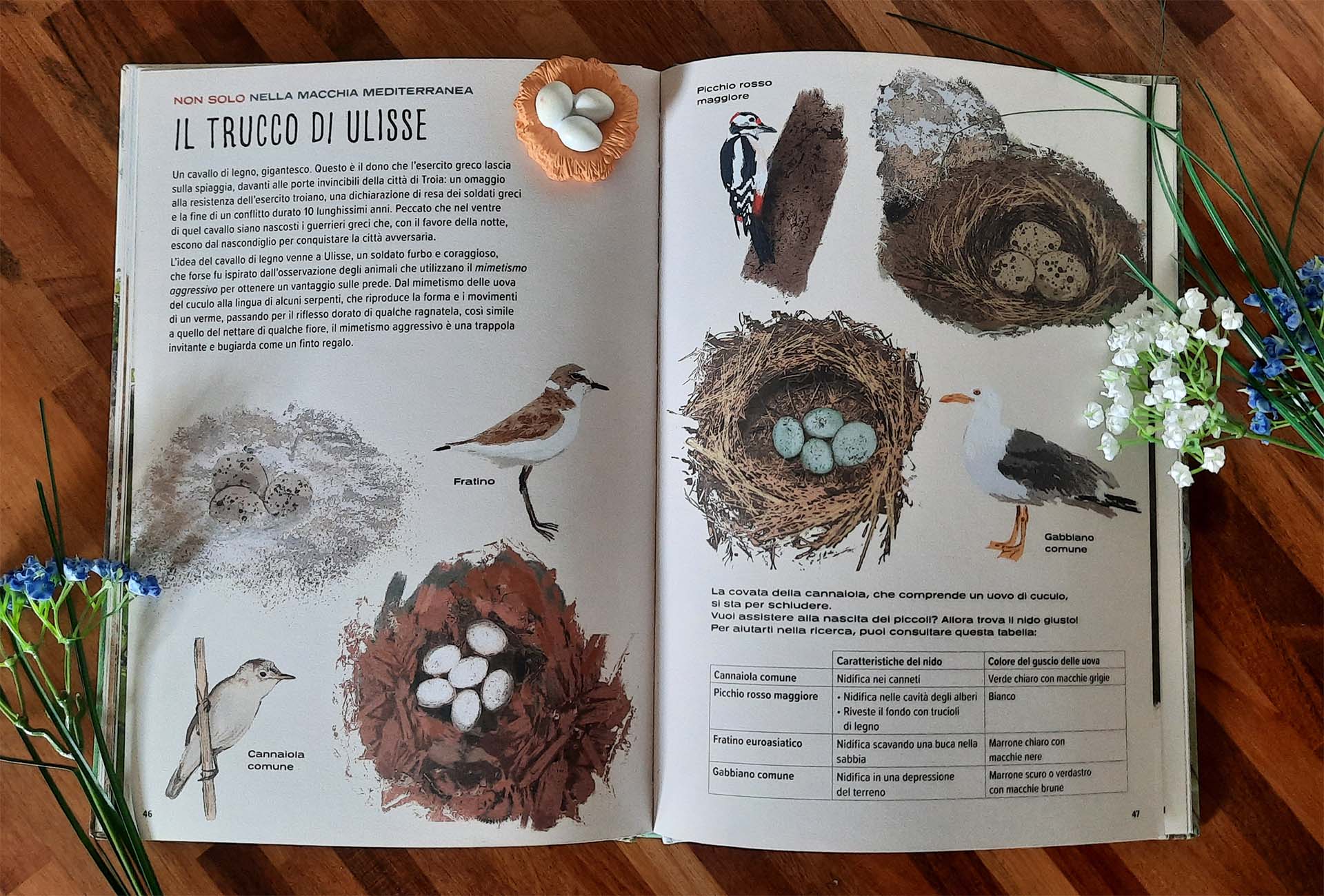 Doppia pagina «Il trucco di Ulisse»: nidi di specie diverse con le loro uova, gli uccelli che li costruiscono e una tabella che mette in relazione le caratteristiche dei nidi con il colore dei gusci