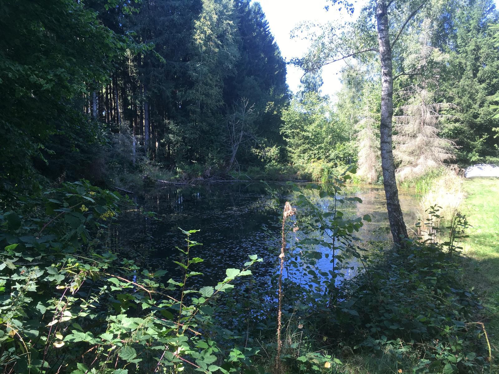 Vielsalm : Chalet met vijvers/weilanden/bos - Afbeelding 5