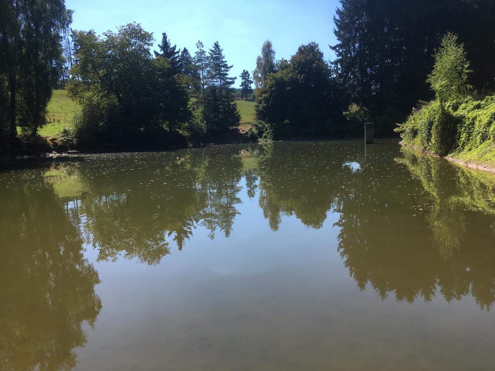 Vielsalm : Chalet met vijvers/weilanden/bos - Afbeelding 2