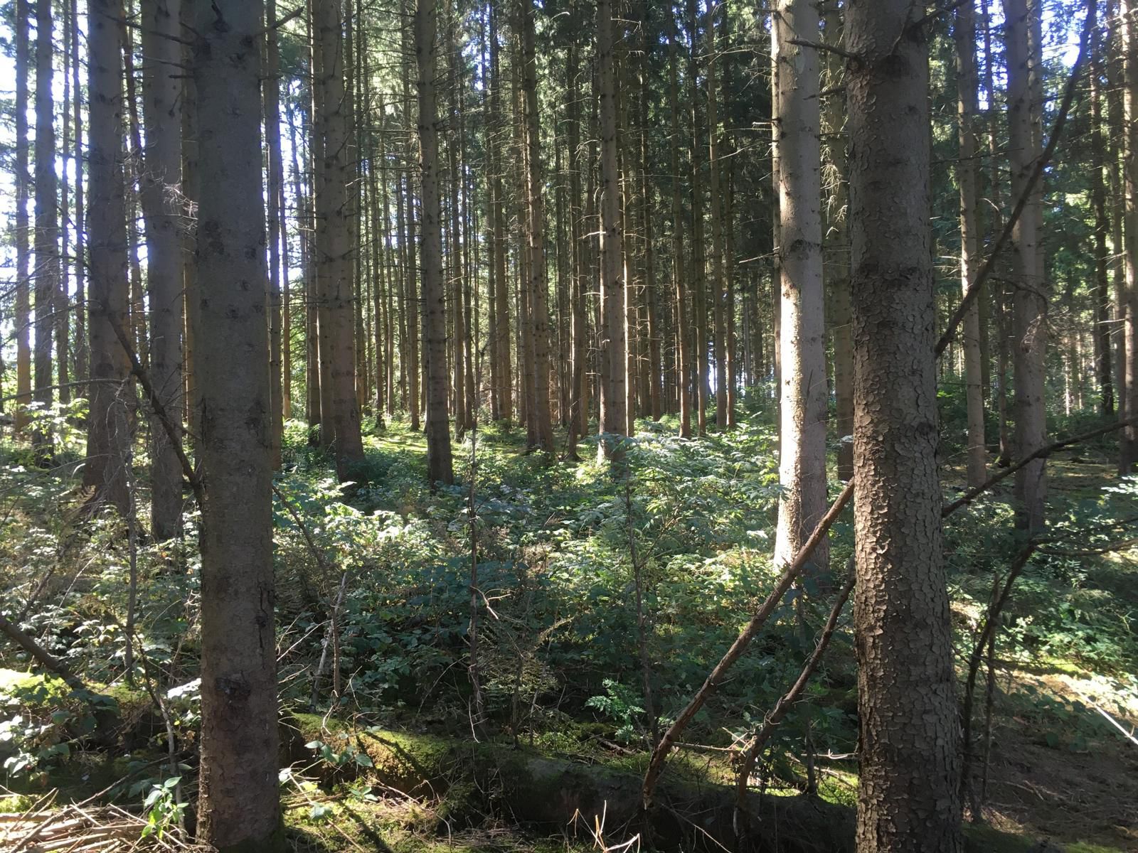 Vielsalm : Chalet met vijvers/weilanden/bos - Afbeelding 4