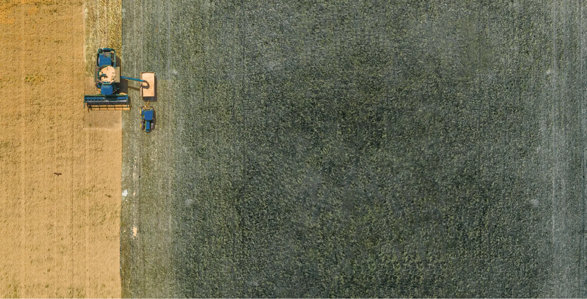 A field showing the impact of drought in Syria