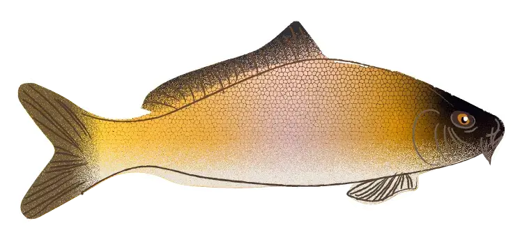 Image of an element of biodiversity