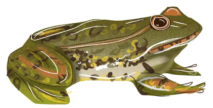 Image of an element of biodiversity
