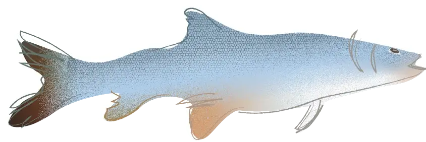 Image of an element of biodiversity