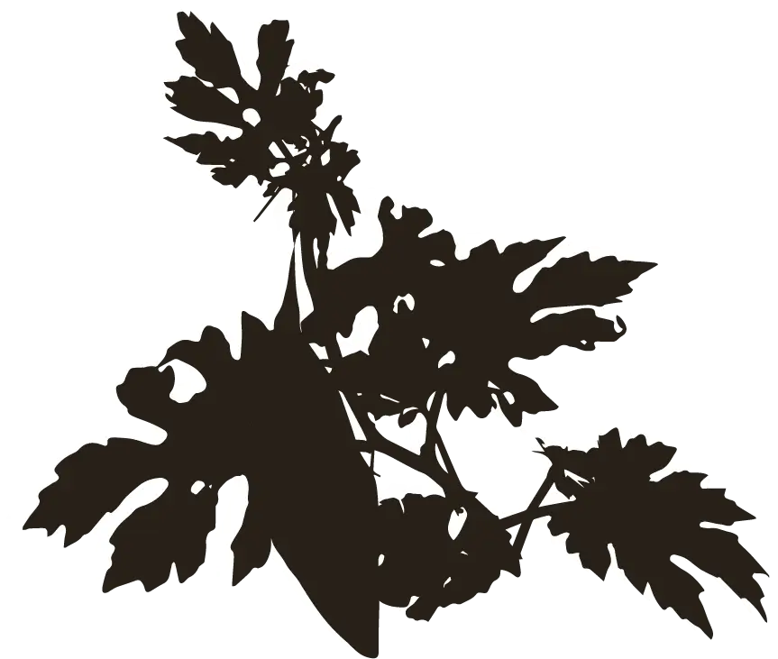 Shadow of the element of biodiversity