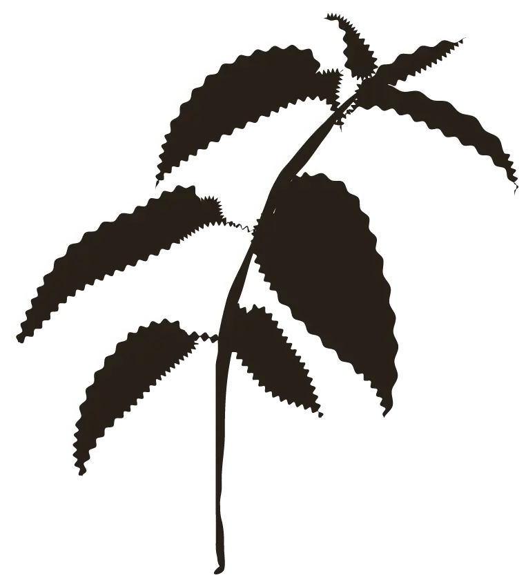 Shadow of the element of biodiversity