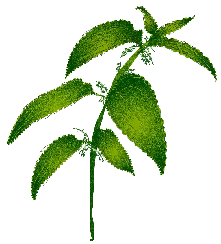 Image of an element of biodiversity